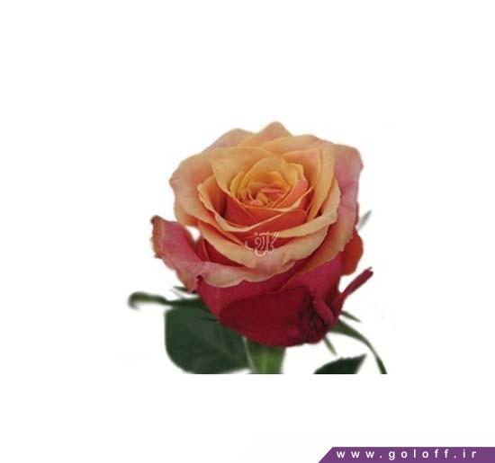 خرید گل آنلاین - گل رز هلندی چری برندی - Rose | گل آف